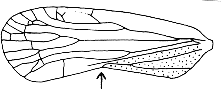 Abb.10