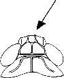 Abb.15
