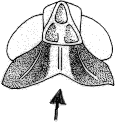 Abb.36